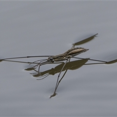 Aquarius antigone (Water strider, pond skater) at Strathnairn, ACT - 9 Jan 2025 by patrickcox