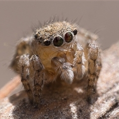 Maratus vespertilio (Bat-like peacock spider) at Tharwa, ACT - 9 Jan 2025 by patrickcox