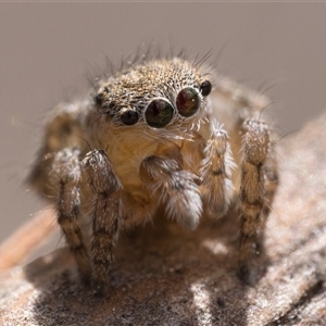 Maratus vespertilio (Bat-like peacock spider) at Tharwa, ACT by patrickcox