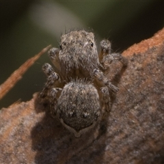 Maratus vespertilio at Tharwa, ACT - suppressed