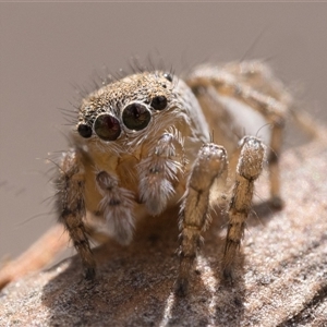 Maratus vespertilio at Tharwa, ACT - 9 Jan 2025