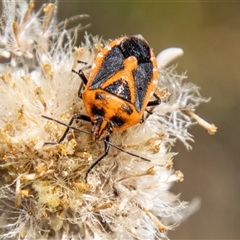 Agonoscelis rutila (Horehound bug) at Cotter River, ACT - 2 Jan 2025 by SWishart