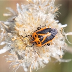 Agonoscelis rutila at Cotter River, ACT - 3 Jan 2025