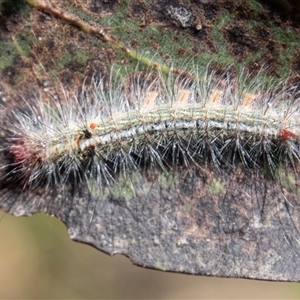 Lepidoptera unclassified IMMATURE at Cotter River, ACT - 3 Jan 2025