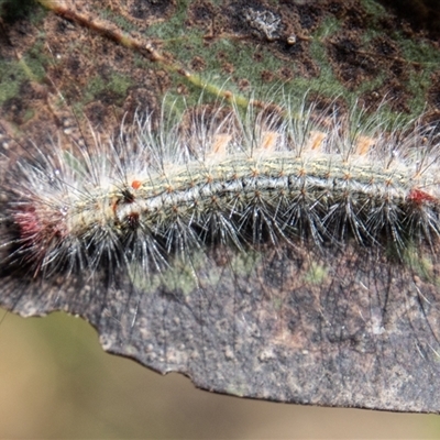 Lepidoptera unclassified IMMATURE (caterpillar or pupa or cocoon) at Cotter River, ACT - 3 Jan 2025 by SWishart