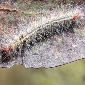 Lepidoptera unclassified IMMATURE at Cotter River, ACT - 3 Jan 2025