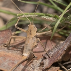 Lanciana montana (Montane Ground Shield-back) at Tharwa, ACT - 9 Jan 2025 by patrickcox