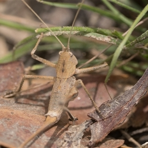 Lanciana montana (Montane Ground Shield-back) at Tharwa, ACT by patrickcox