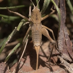 Lanciana montana at Tharwa, ACT - 9 Jan 2025 11:00 AM