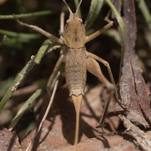 Lanciana montana at Tharwa, ACT - 9 Jan 2025 11:00 AM