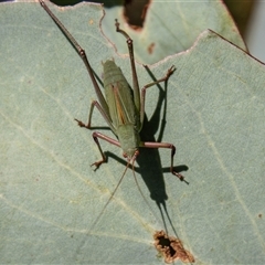 Caedicia simplex (Common Garden Katydid) at Cotter River, ACT - 3 Jan 2025 by SWishart