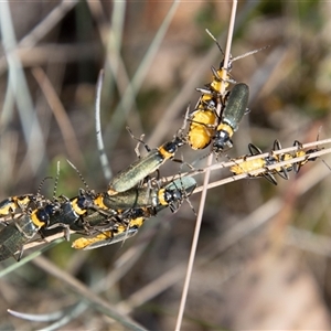 Chauliognathus lugubris (Plague Soldier Beetle) at Cotter River, ACT by SWishart