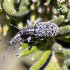 Pachyura australis (Belid weevil) at Cotter River, ACT - 3 Jan 2025 by SWishart