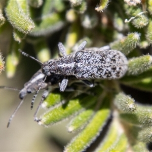 Pachyura australis at Cotter River, ACT - 3 Jan 2025