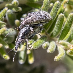 Pachyura australis at Cotter River, ACT - 3 Jan 2025