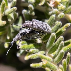 Pachyura australis at Cotter River, ACT - 3 Jan 2025 11:55 AM