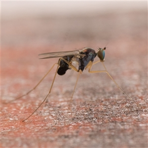 Unidentified True fly (Diptera) at Tharwa, ACT by patrickcox