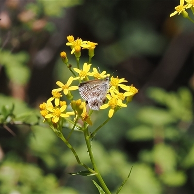 Neolucia agricola (Fringed Heath-blue) at Uriarra Village, ACT - 30 Dec 2024 by RAllen