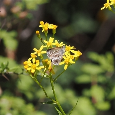 Neolucia agricola at Uriarra Village, ACT - 30 Dec 2024 by RAllen