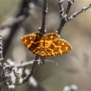 Chrysolarentia chrysocyma at Cotter River, ACT - 3 Jan 2025