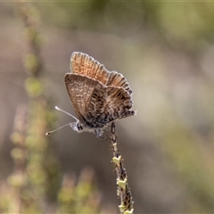 Neolucia agricola at Cotter River, ACT - 3 Jan 2025 by SWishart