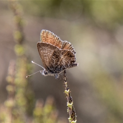 Neolucia agricola at Cotter River, ACT - 3 Jan 2025 by SWishart