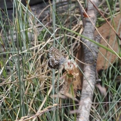 Neolucia agricola (Fringed Heath-blue) at Cotter River, ACT - 30 Dec 2024 by RAllen