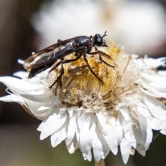 Daptolestes sp. (genus) (Robber Fly) at Brindabella, NSW - 3 Jan 2025 by SWishart