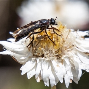 Daptolestes sp. (genus) (Robber Fly) at Brindabella, NSW by SWishart