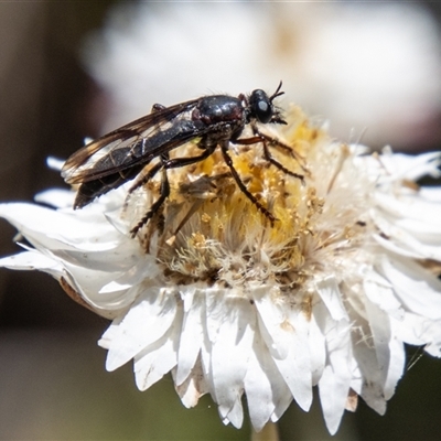 Daptolestes sp. (genus) (Robber Fly) at Brindabella, NSW - 3 Jan 2025 by SWishart