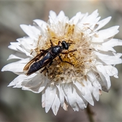 Daptolestes sp. (genus) at Brindabella, NSW - 3 Jan 2025