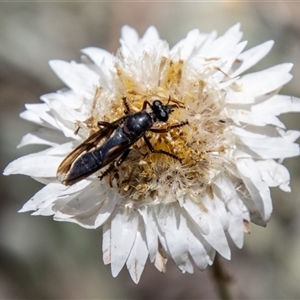 Daptolestes sp. (genus) at Brindabella, NSW - 3 Jan 2025