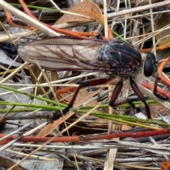 Neoaratus hercules (Herculean Robber Fly) at Bungonia, NSW - 10 Jan 2025 by trevorpreston