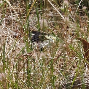 Belenois java at Cotter River, ACT - 30 Dec 2024 01:27 PM