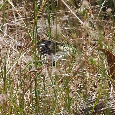 Belenois java (Caper White) at Cotter River, ACT - 30 Dec 2024 by RAllen