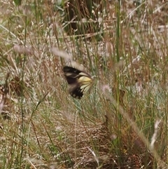 Belenois java at Cotter River, ACT - 30 Dec 2024 01:27 PM