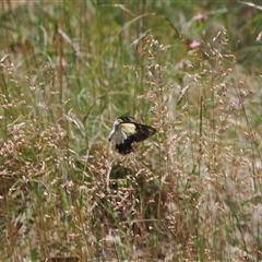 Belenois java at Cotter River, ACT - 30 Dec 2024 01:27 PM