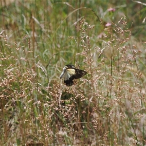 Belenois java at Cotter River, ACT - 30 Dec 2024 01:27 PM