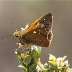 Trapezites luteus at Brindabella, ACT - 3 Jan 2025 by SWishart