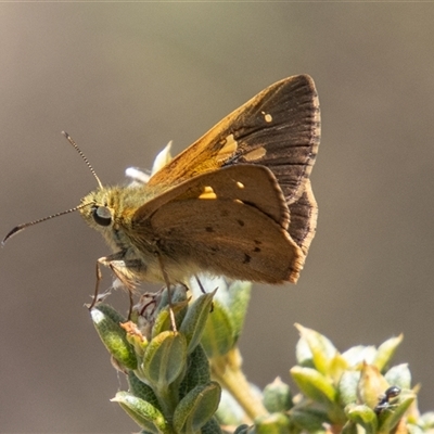 Timoconia flammeata (Bright Shield-skipper) at Brindabella, ACT - 3 Jan 2025 by SWishart