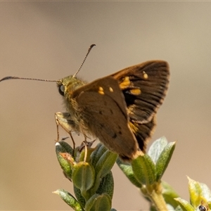 Timoconia flammeata at Brindabella, ACT - 3 Jan 2025 12:38 PM