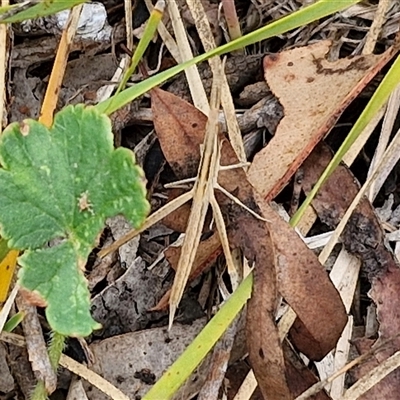 Acrida conica (Giant green slantface) at Bungonia, NSW - 10 Jan 2025 by trevorpreston