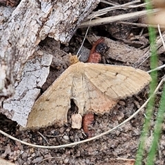 Scopula rubraria (Reddish Wave, Plantain Moth) at Bungonia, NSW - 10 Jan 2025 by trevorpreston