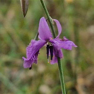 Arthropodium fimbriatum at Bungonia, NSW - 10 Jan 2025