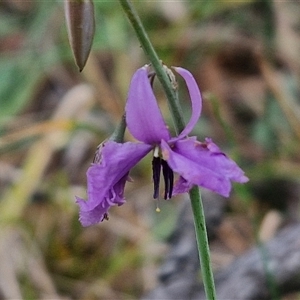 Arthropodium fimbriatum at Bungonia, NSW - 10 Jan 2025