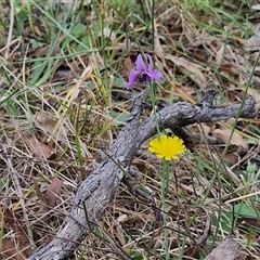 Arthropodium fimbriatum at Bungonia, NSW - 10 Jan 2025