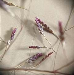 Eragrostis pilosa at Campbell, ACT - 10 Jan 2025 05:57 PM