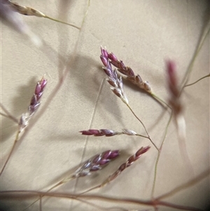 Eragrostis pilosa at Campbell, ACT - 10 Jan 2025 05:57 PM