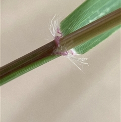 Eragrostis pilosa at Campbell, ACT - 10 Jan 2025 05:57 PM