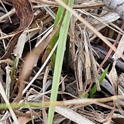 Caledia captiva (grasshopper) at Bungonia, NSW - 10 Jan 2025 by trevorpreston